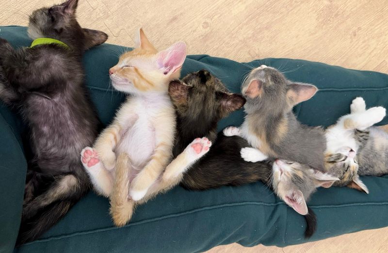 sleeping happy lap kittens