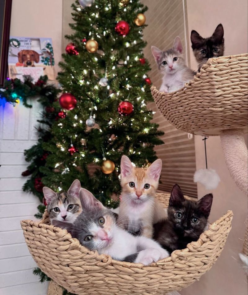 kittens cat christmas tree