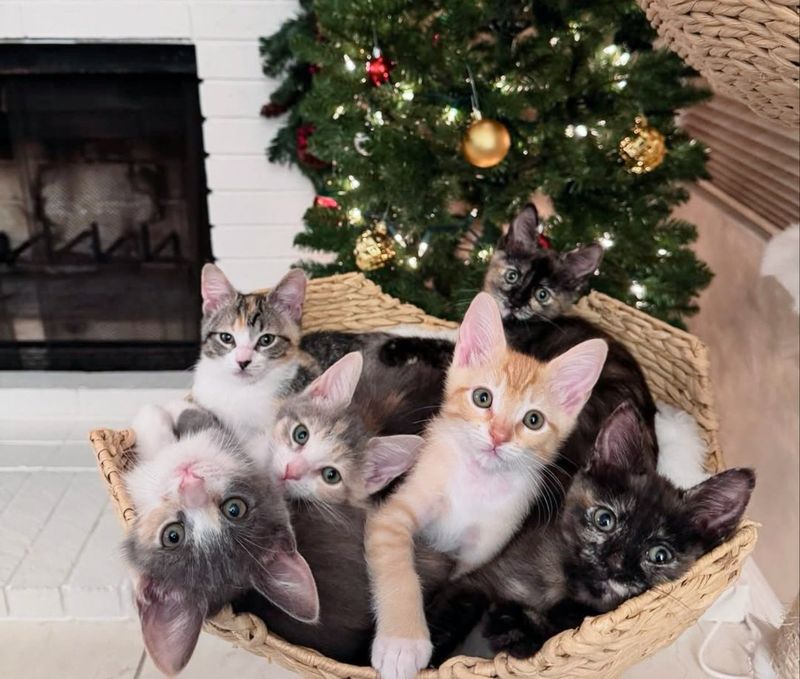 snuggly pile kittens christmas