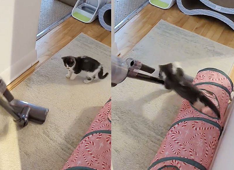 kitten vacuum