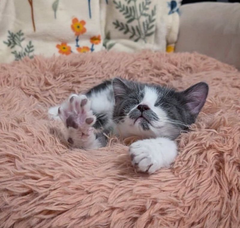 sleeping stretching happy kitten