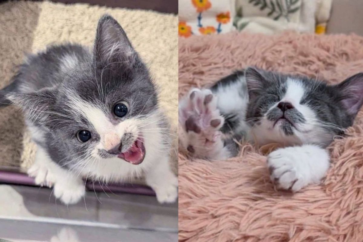 They Helped a Kitten Bounce Back from a Tough Start, Now He Thinks He Can Do Anything