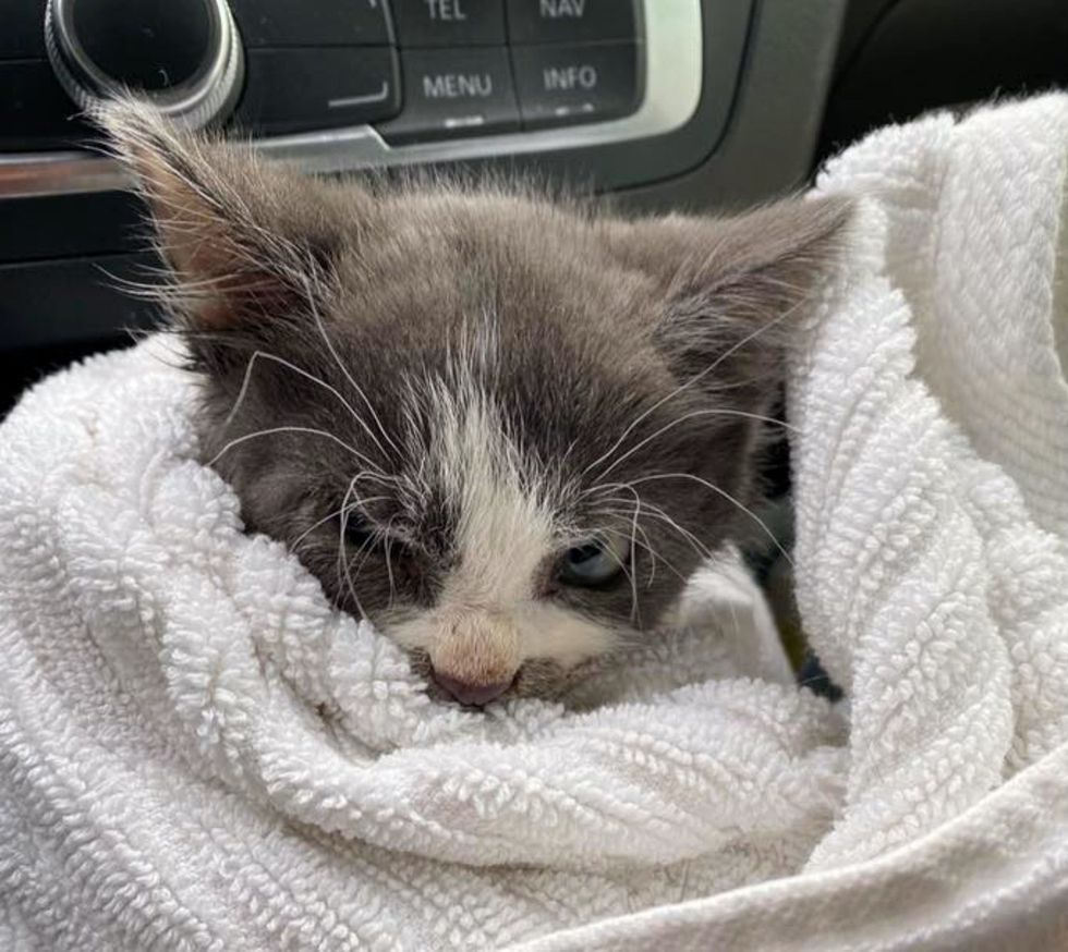 kitten wrapped towel