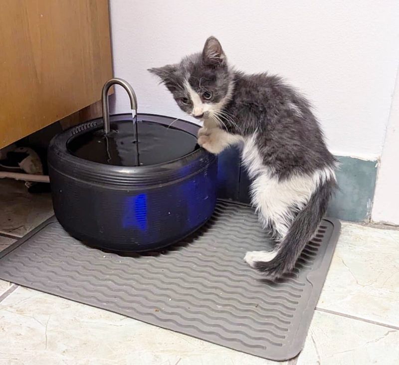 kitten water fountain exploring