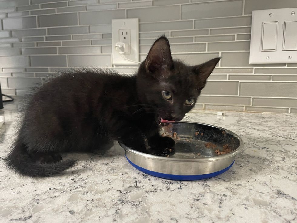 hungry kitten house panther