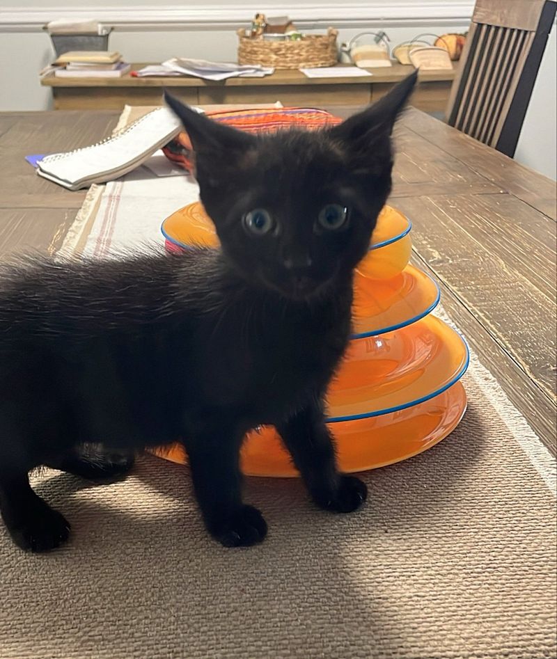 house panther kitten playful