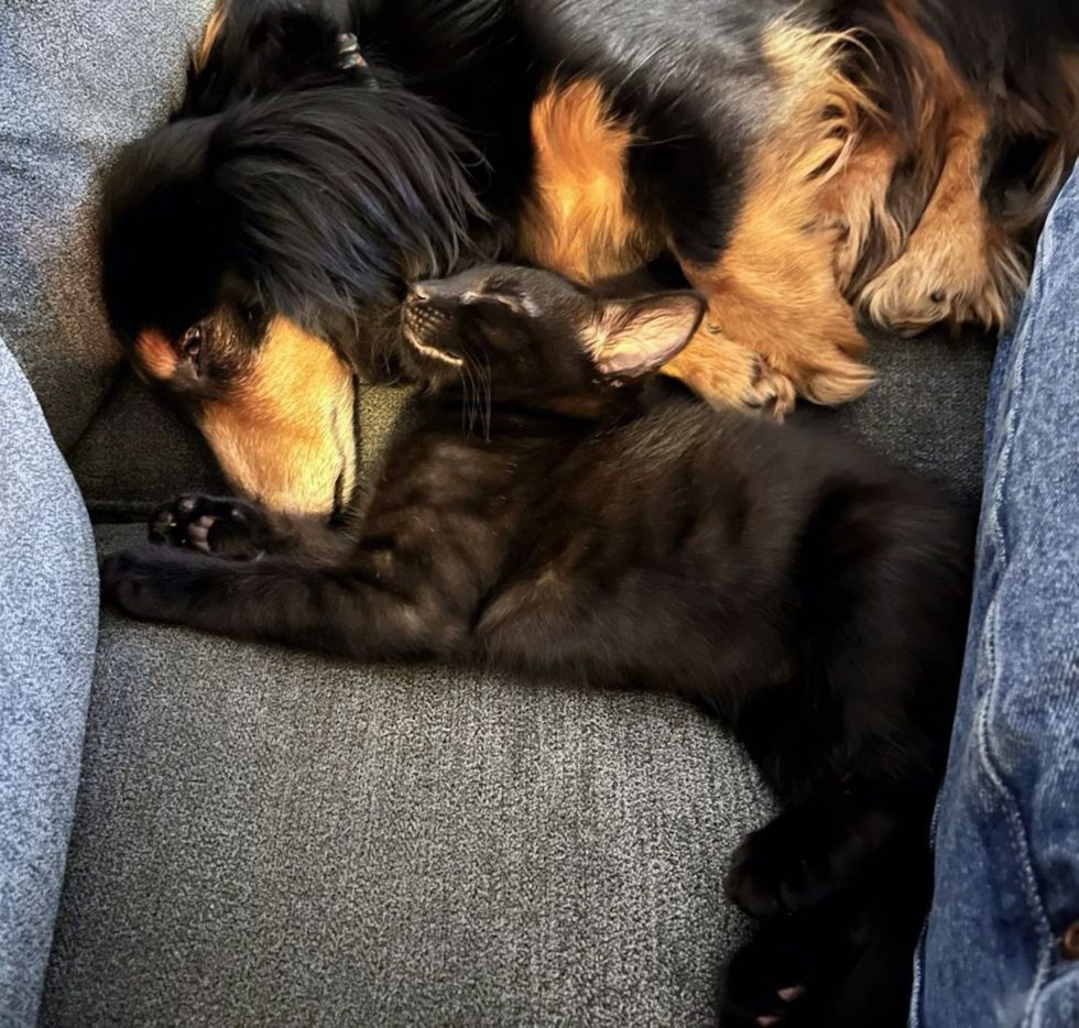 kitten dog snuggling