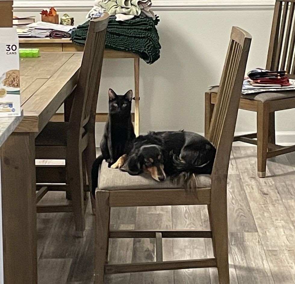 cat dog friends chair