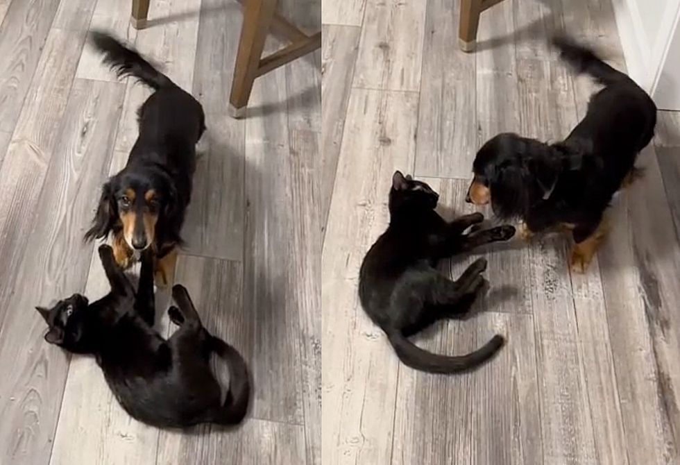 cat dog playful friends