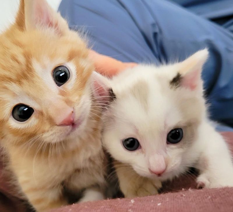 kittens snuggling