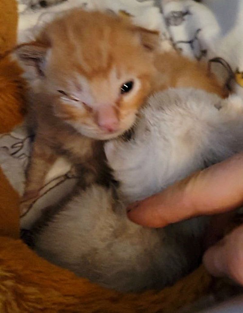 kittens rescued