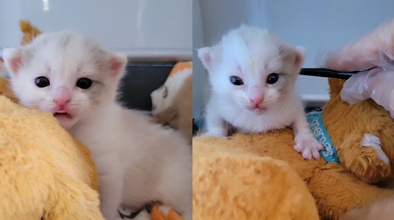 polar bear kitten brushing