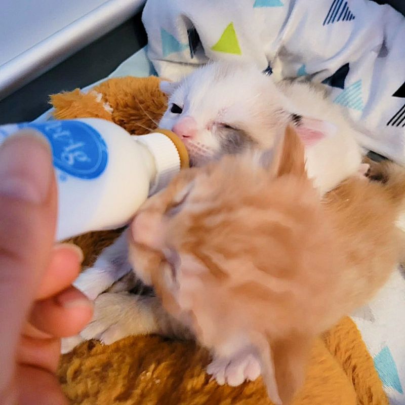 kittens bottle feeding