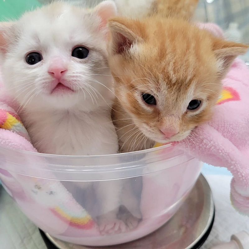 kittens in bowl scale