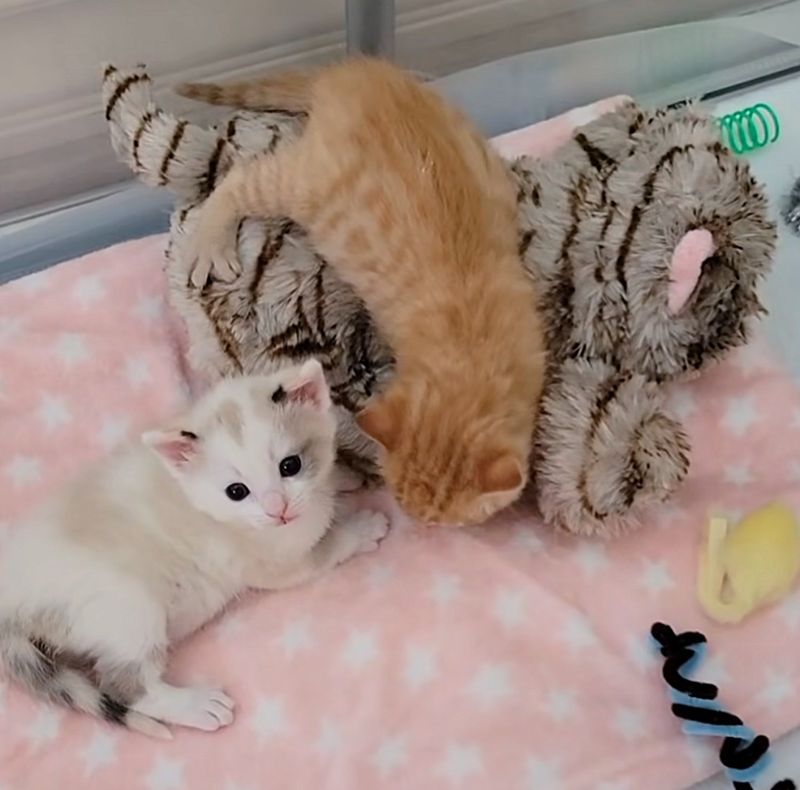 kittens playpen