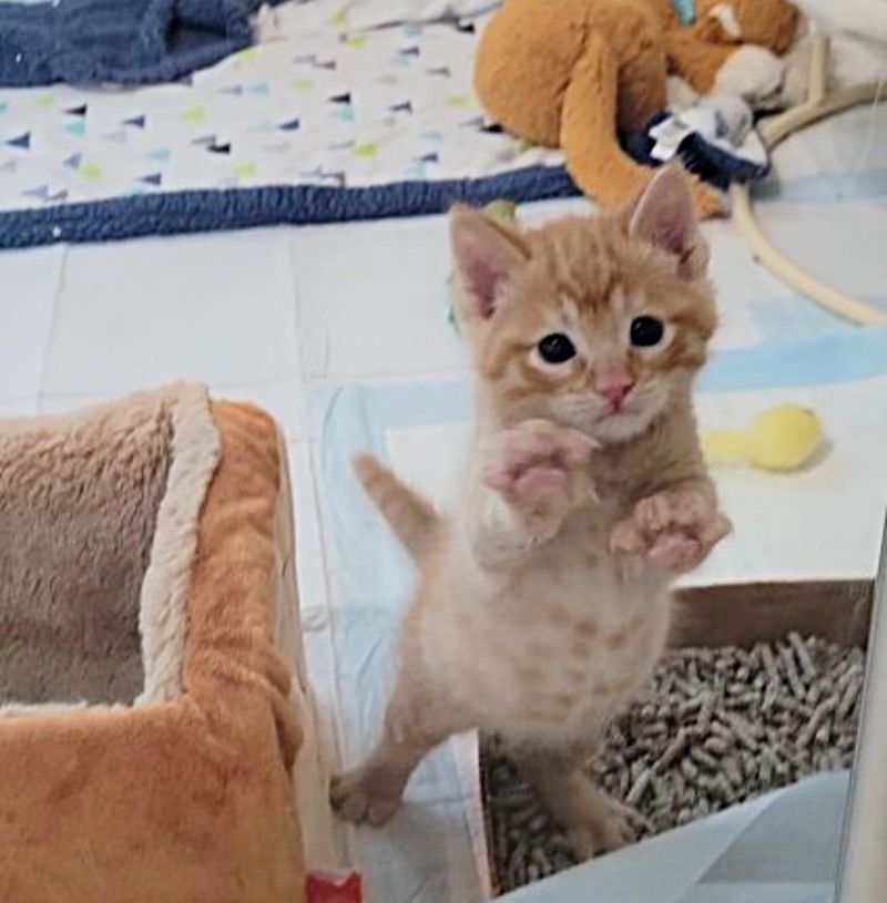 kitten asking attention, ginger kitten