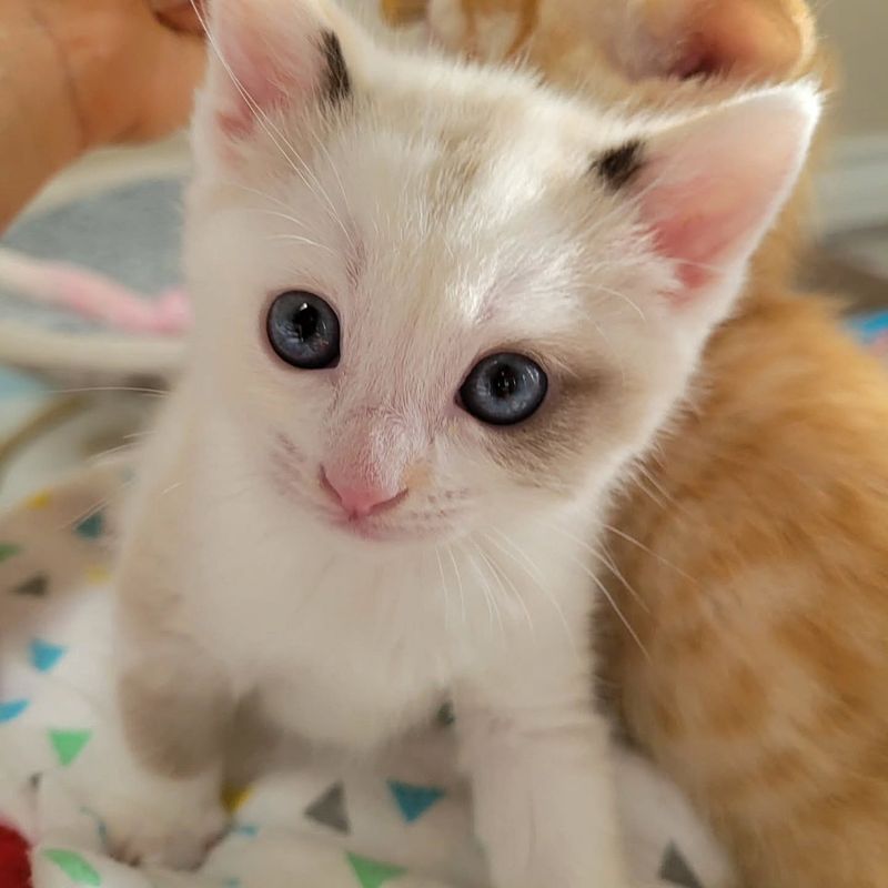 kitten unique colors