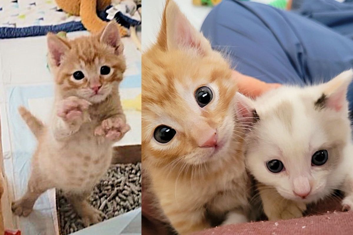 Shelter Kittens Wait for New Start Until Person Takes Both Home, Changing Their World Completely