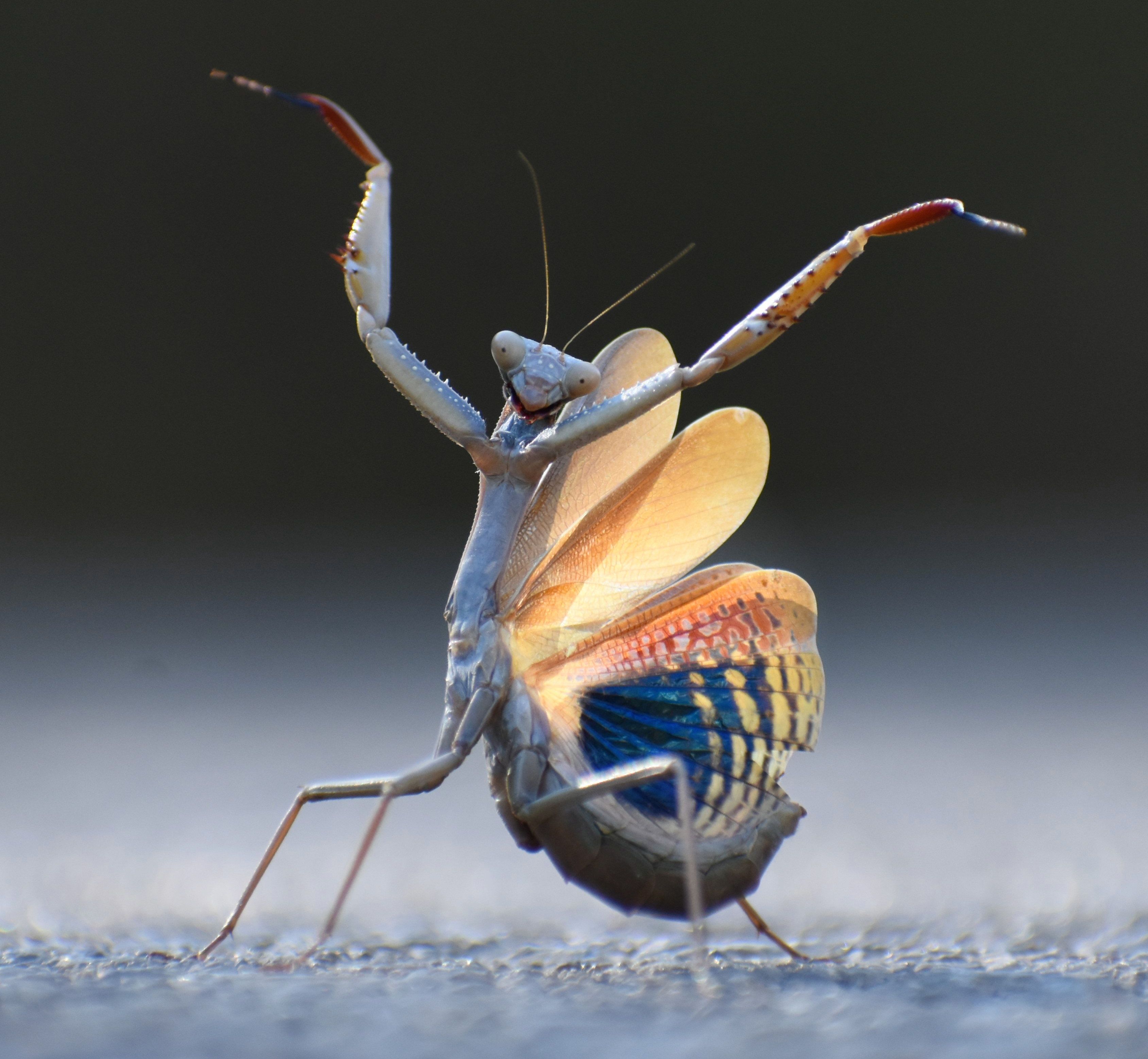 comedy wildlife awards, funny animal photos, photography