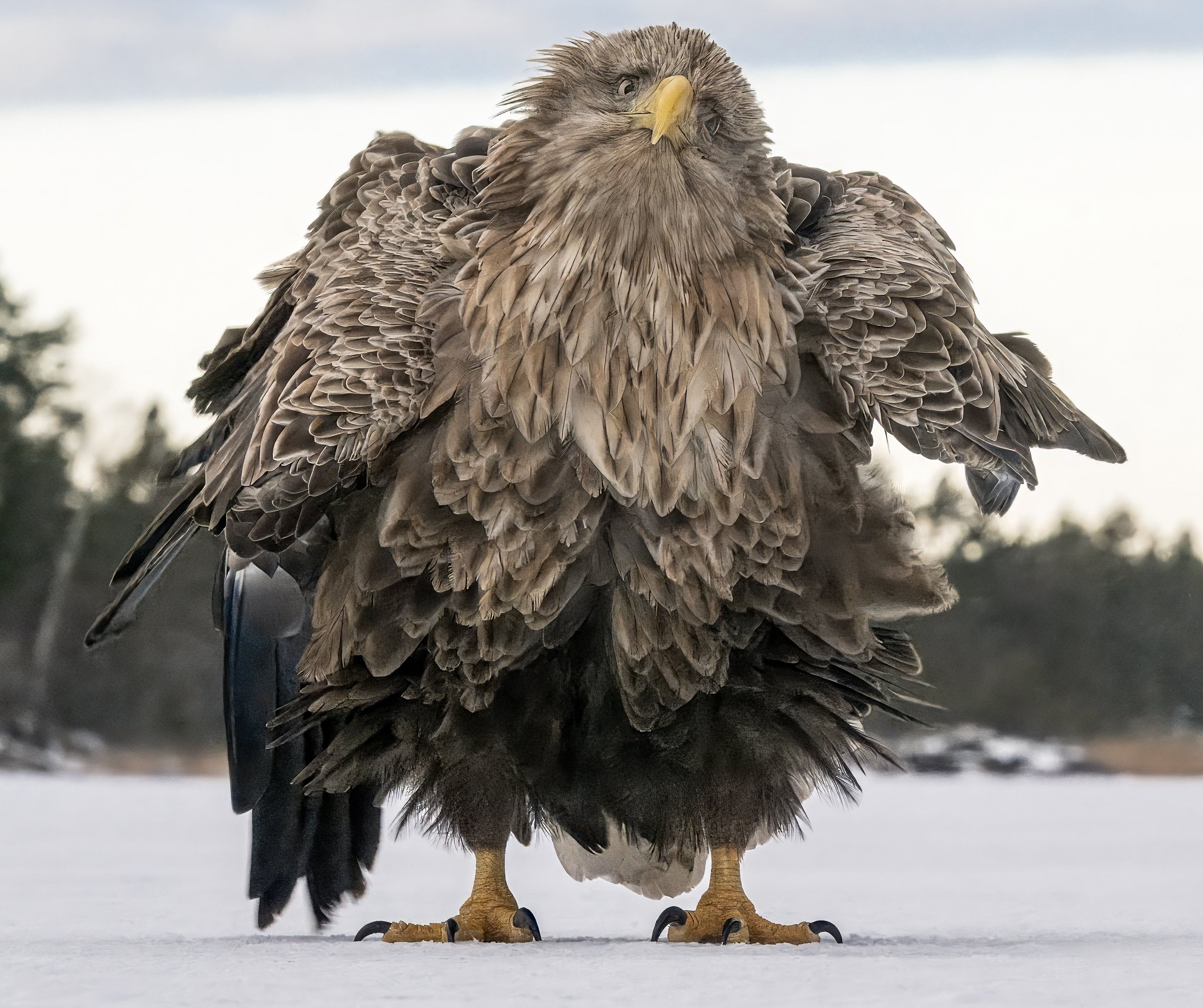 comedy wildlife awards, funny animal photos, photography