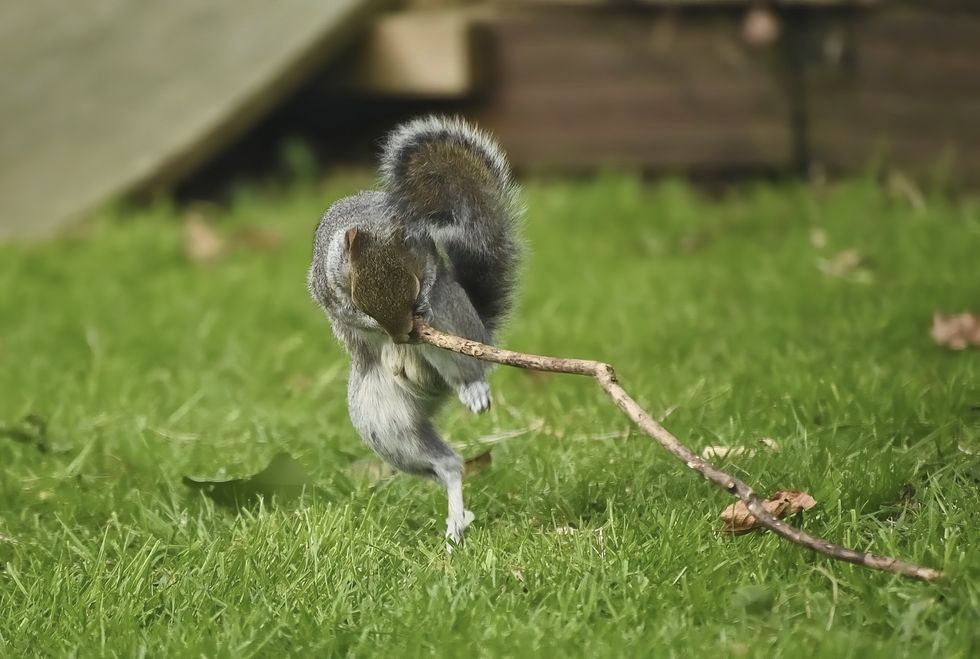 comedy wildlife awards, funny animal photos, photography