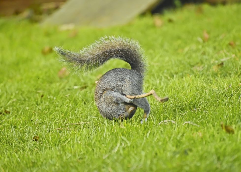 comedy wildlife awards, funny animal photos, photography