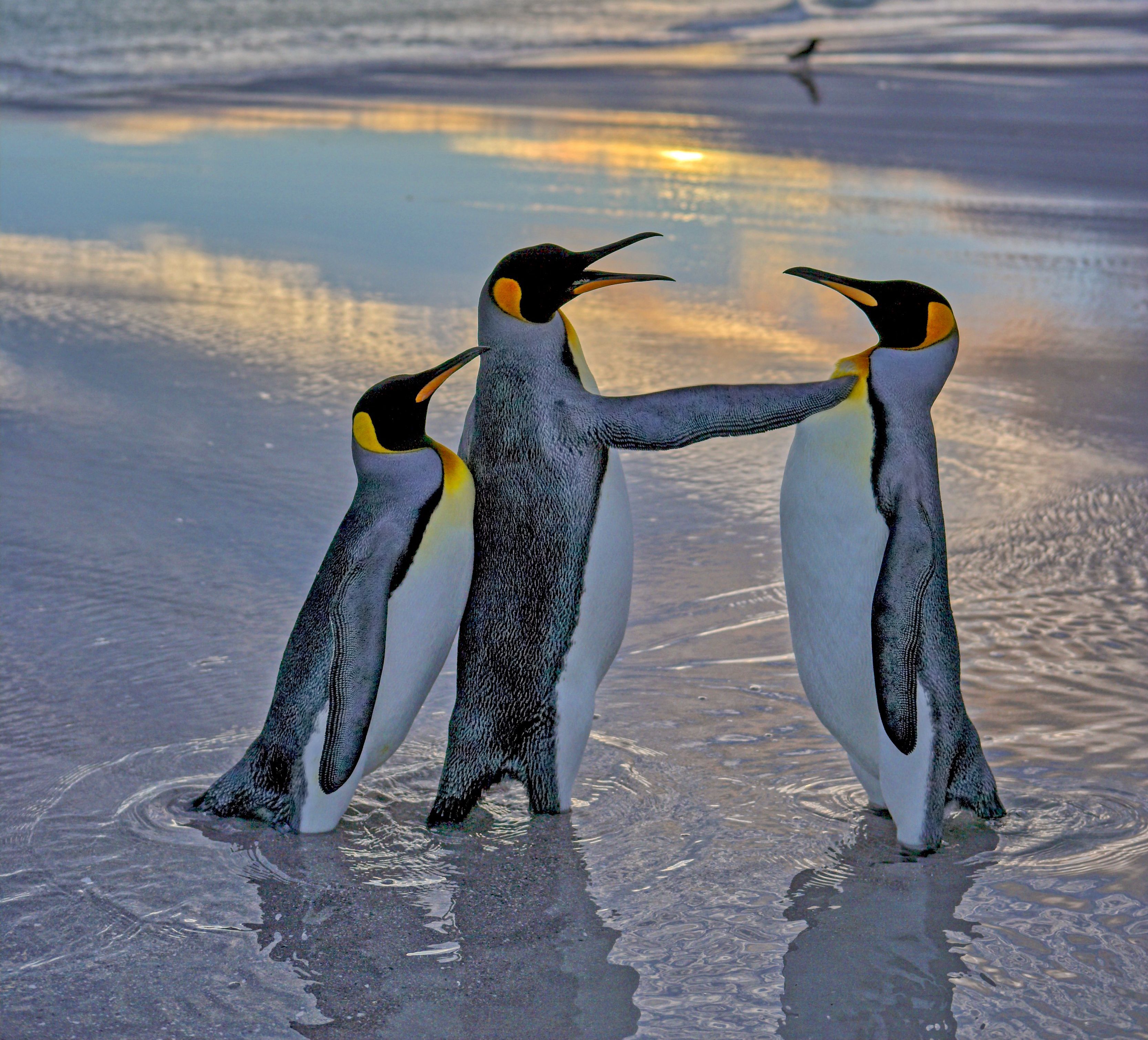 comedy wildlife awards, funny animal photos, photography