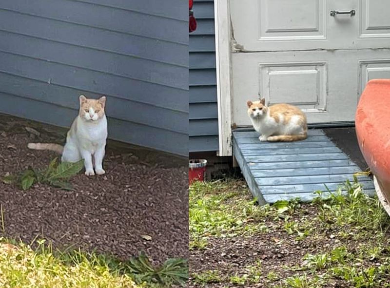 stray cat wandering