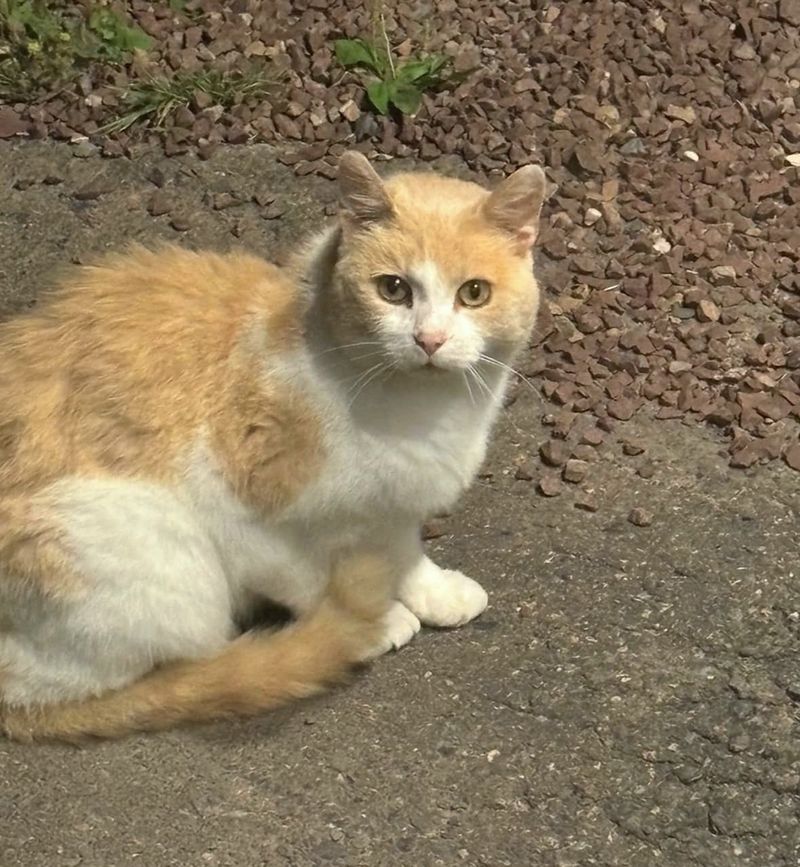 stray cat outdoors