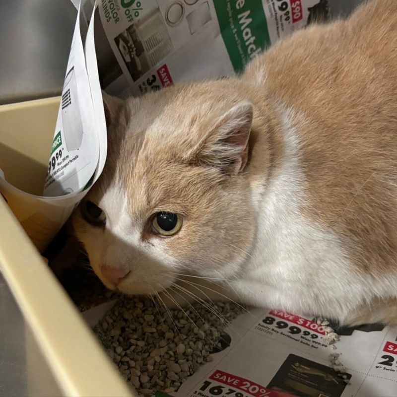 shy shelter cat hiding