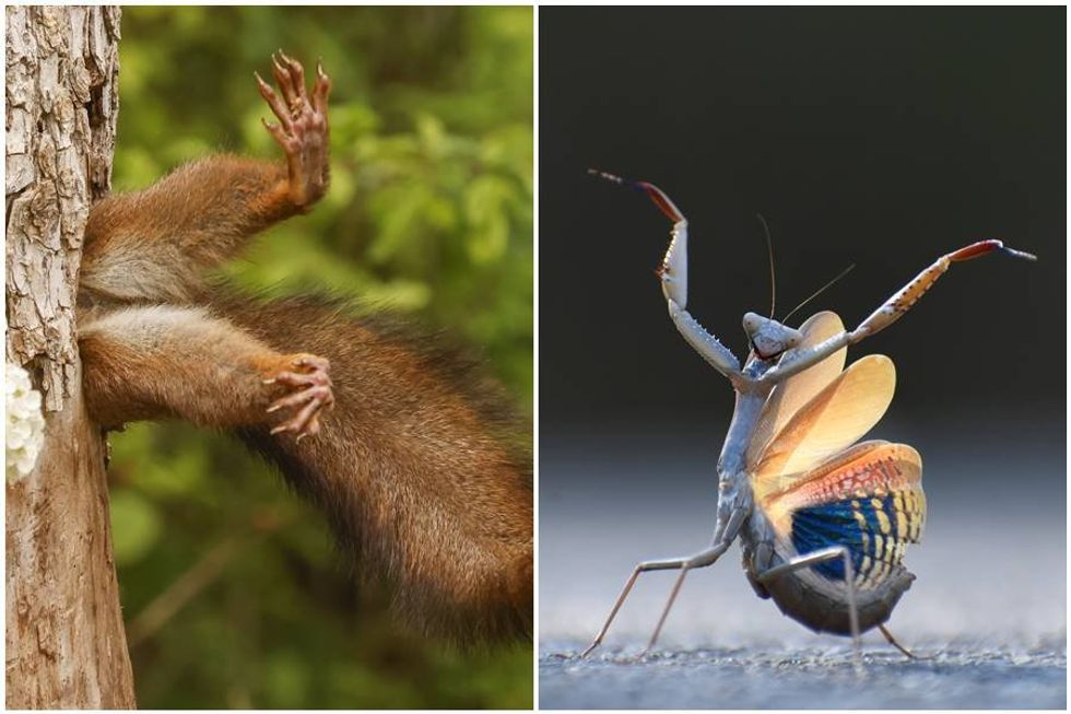 The 15 funniest winners from the 2024 Nikon Comedy Wildlife Awards