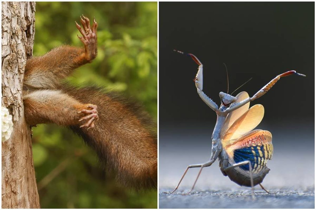 comedy wildlife awards, funny animal photos, photography
