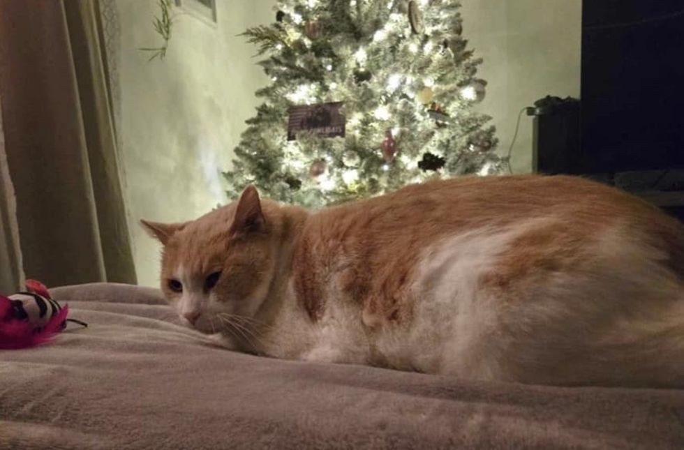 cat christmas tree