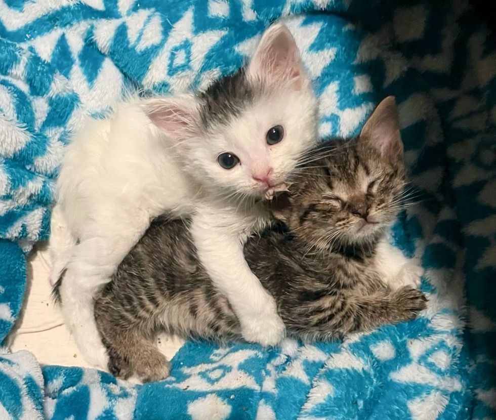 kittens cuddling