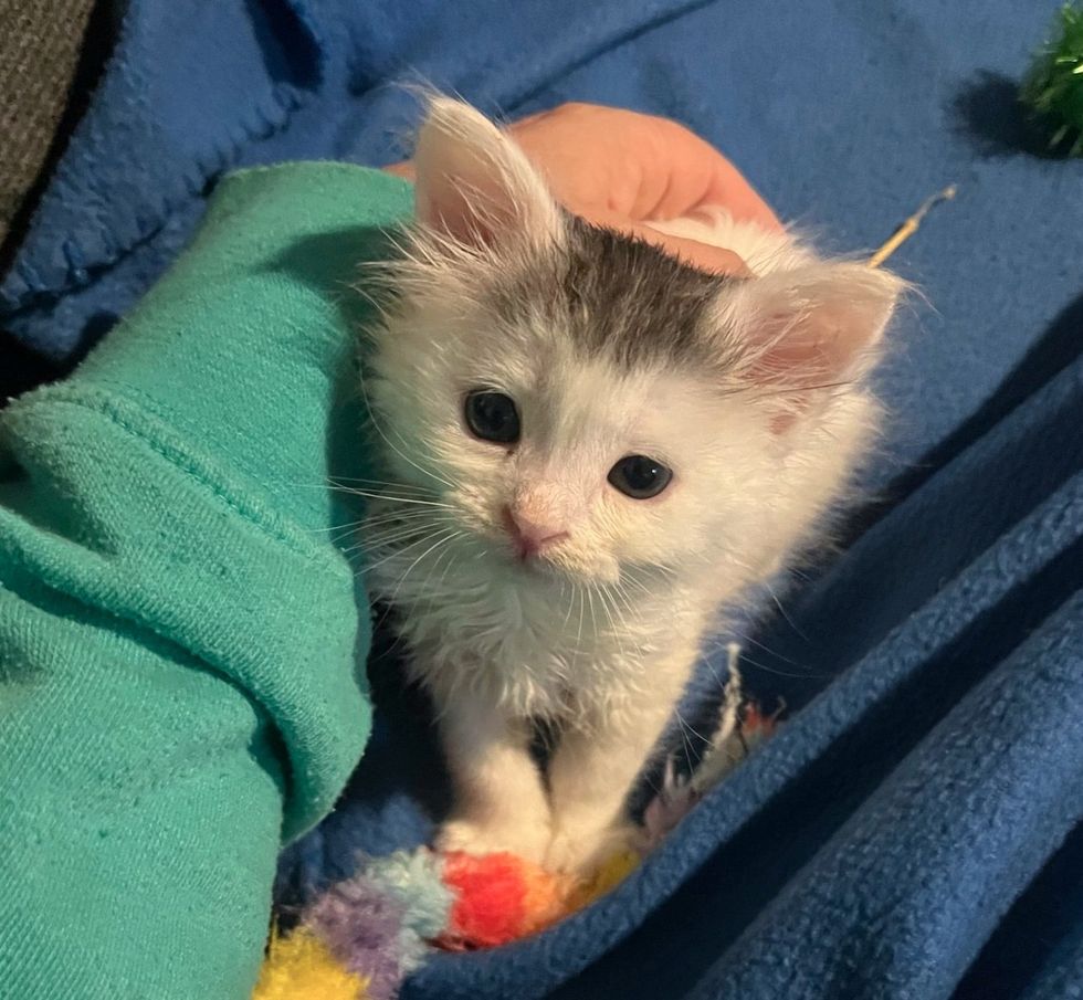 kitten hug snuggles