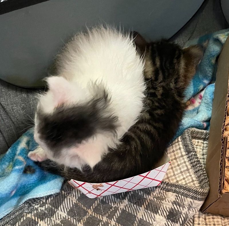 kittens piled up tray