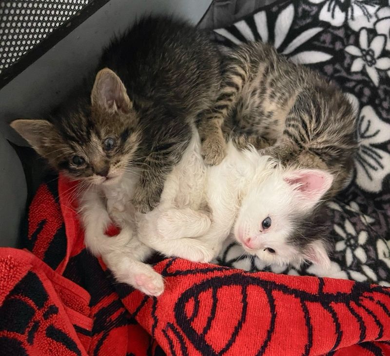 kittens cuddle puddle