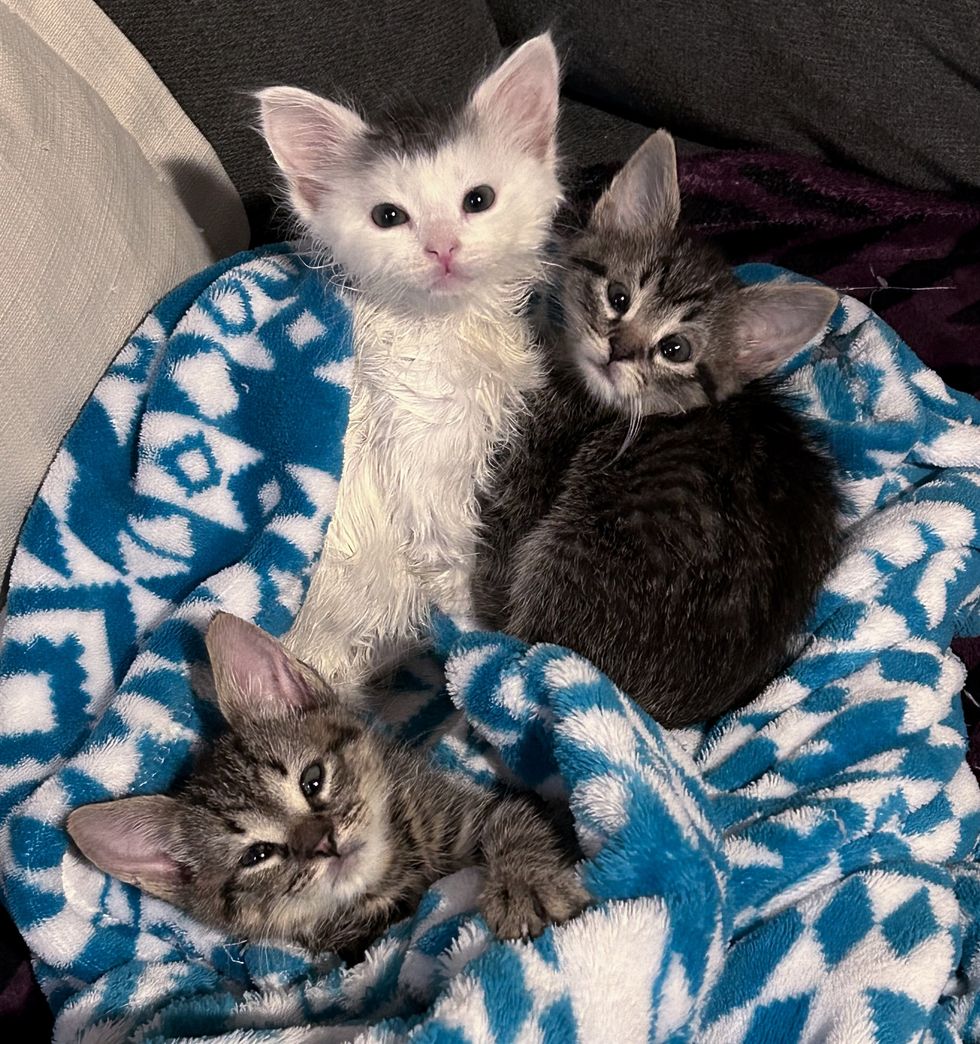 kittens trio snuggles