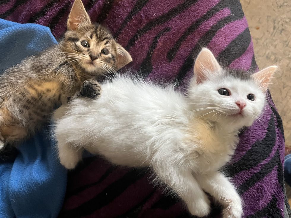 tabby cloud kittens