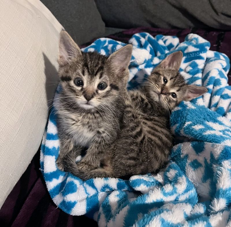 tabby kittens snuggles