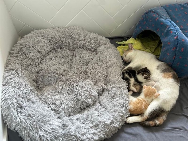 cat nursing kittens happy