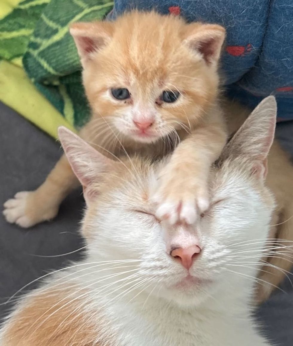 ginger kitten cat