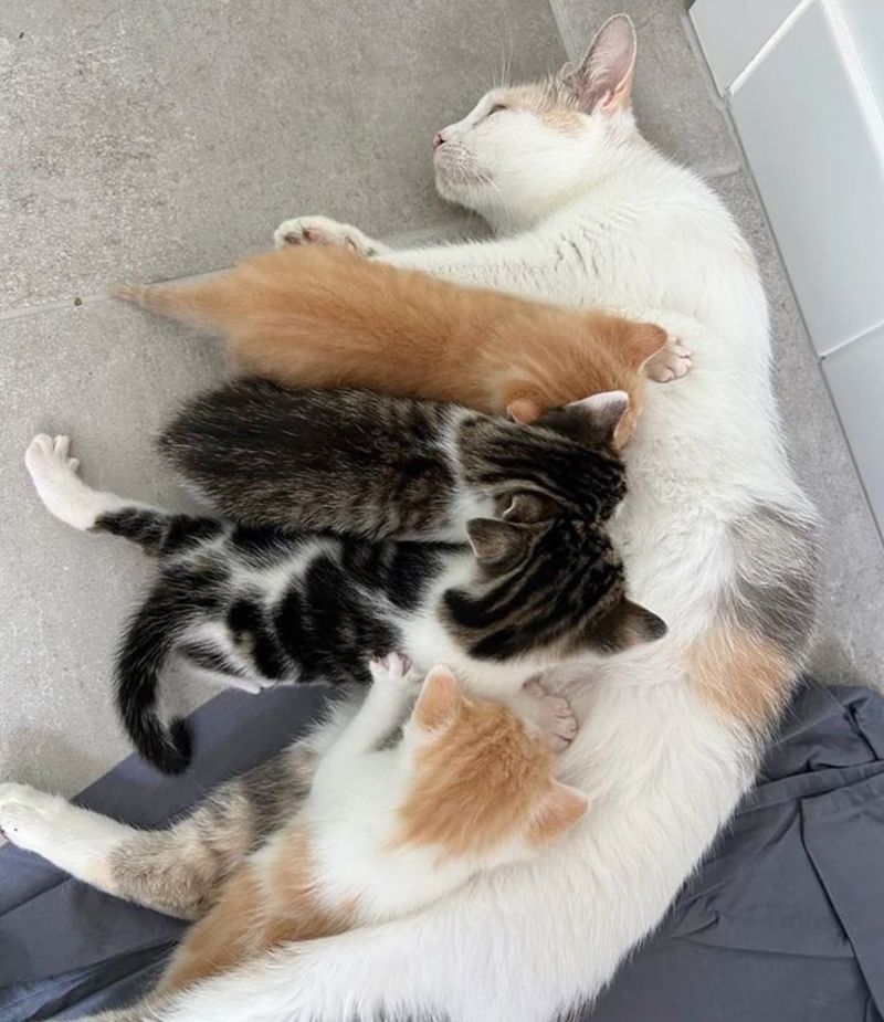 cat nursing kittens