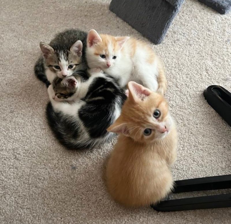 snuggly kittens pile