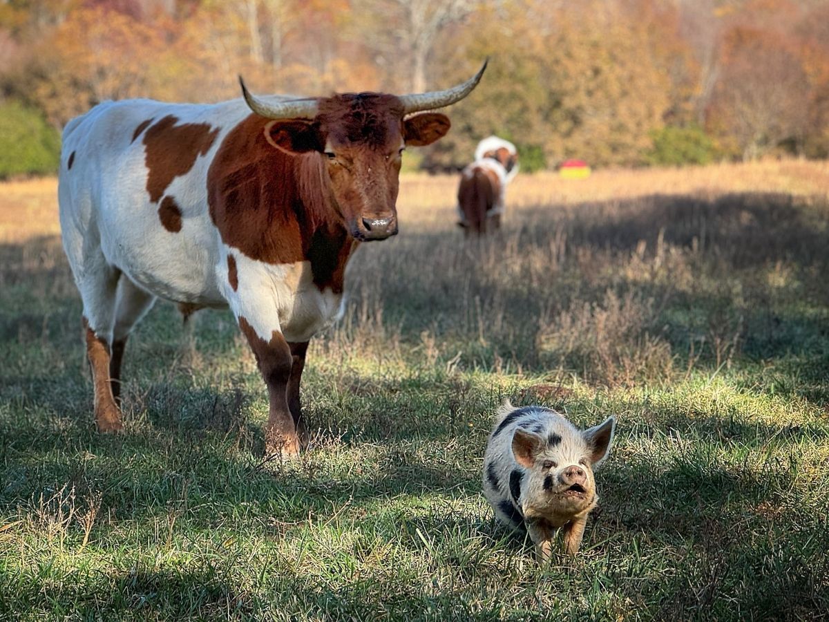 To Meet the Sustainable Development Goals, Prioritize Animal Welfare