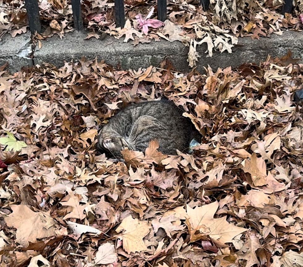 stray tabby cat sleeping leaves