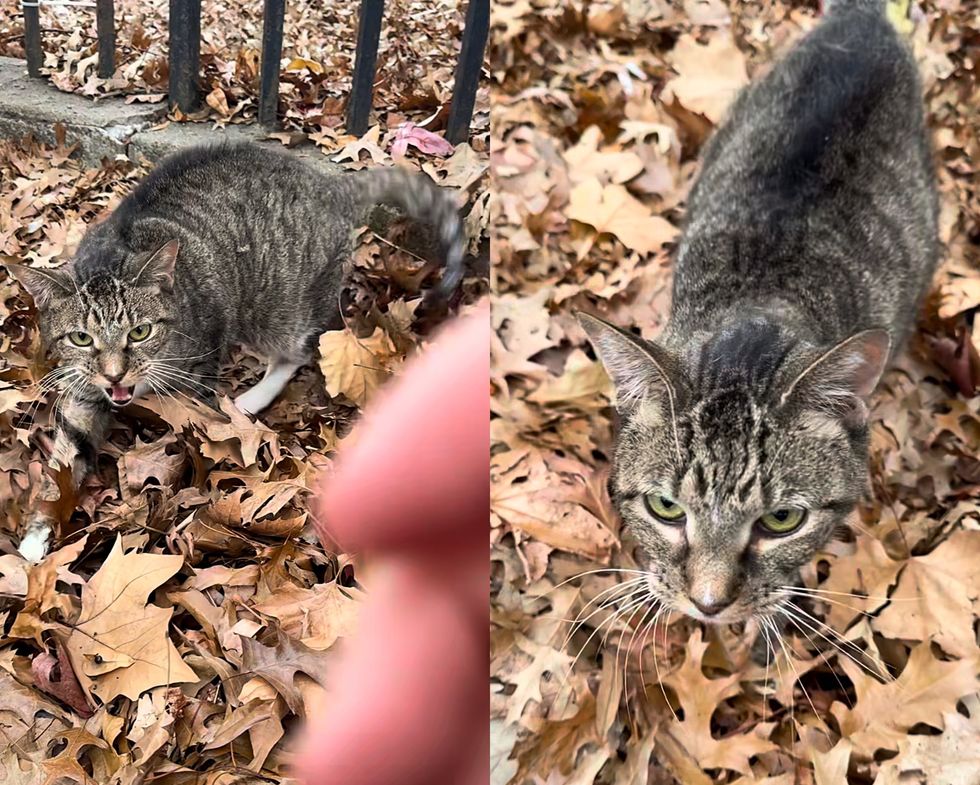 tabby cat meowing