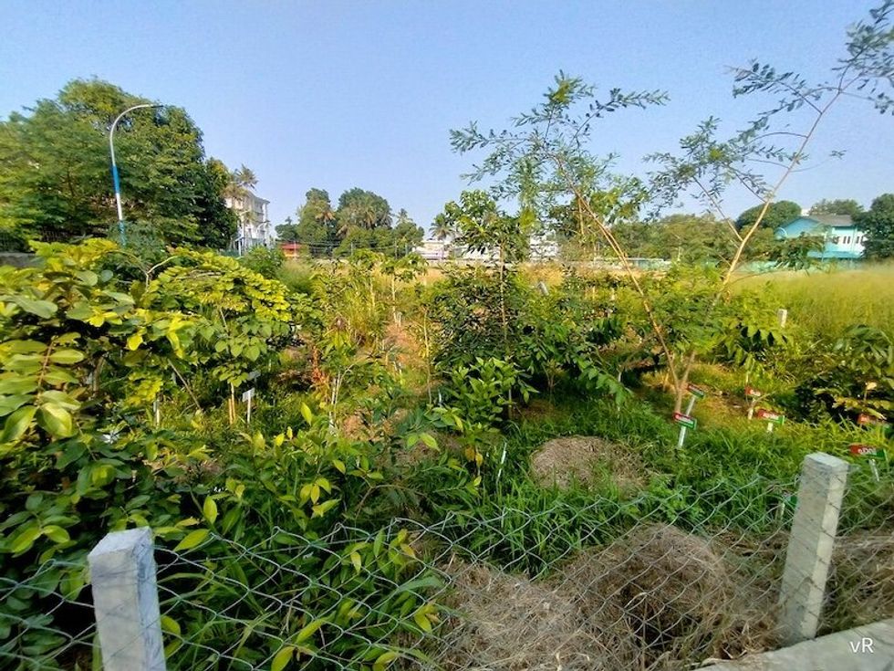 Japanese microforests invented in the 1970s are transforming cities around the world