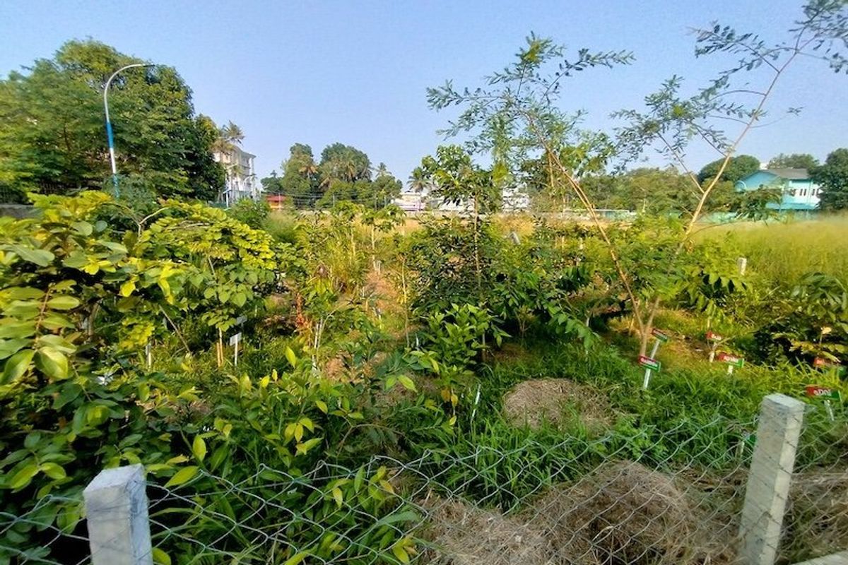 A microforest at Edappally Eranakulam
