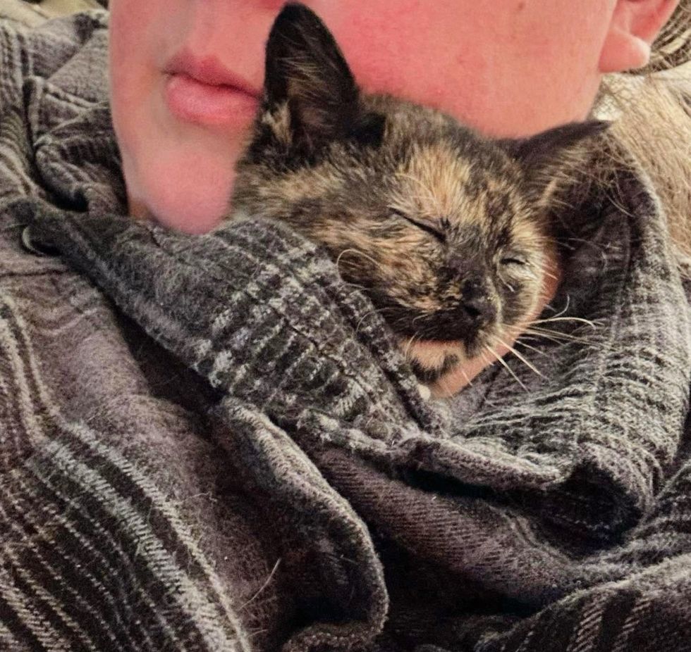 kitten tortie snuggling